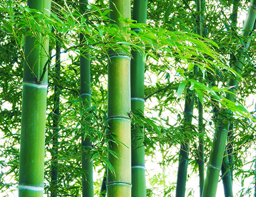 竹はアミノ酸が豊富です。